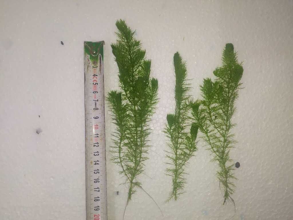 Myriophyllum Guyana na 2-3 plan. Hodowla podwodna. Gratisy.