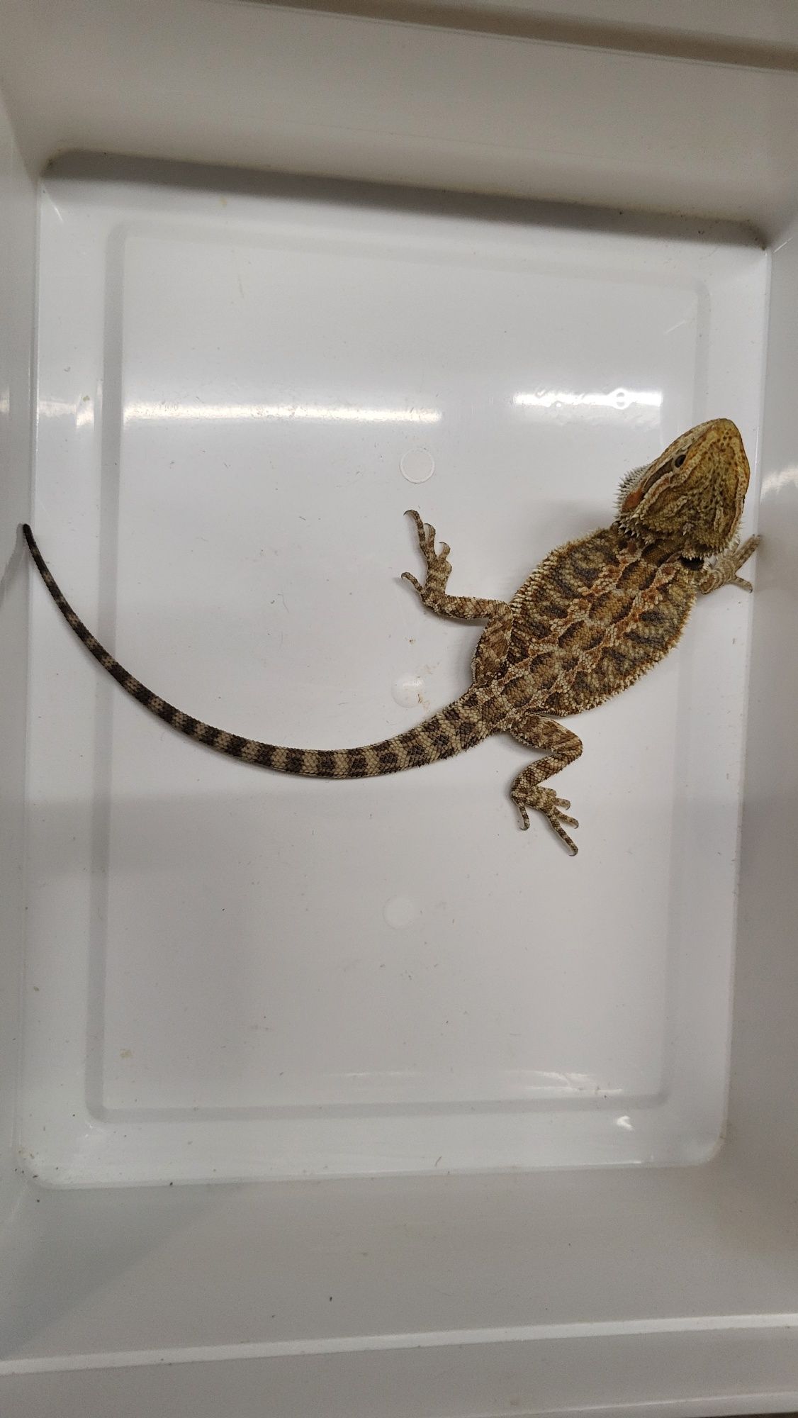 Agama brodata Red - Sklep Zoologiczny