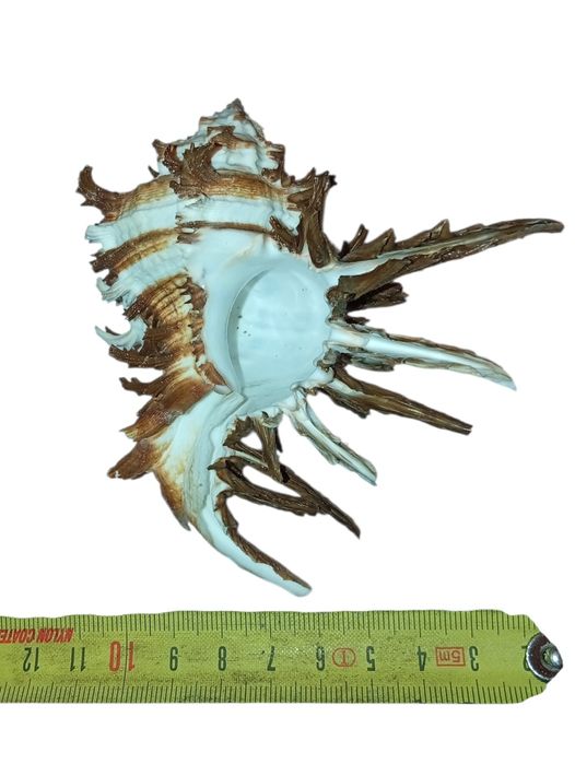 Ракушка Мурексу эндивии тихий океан