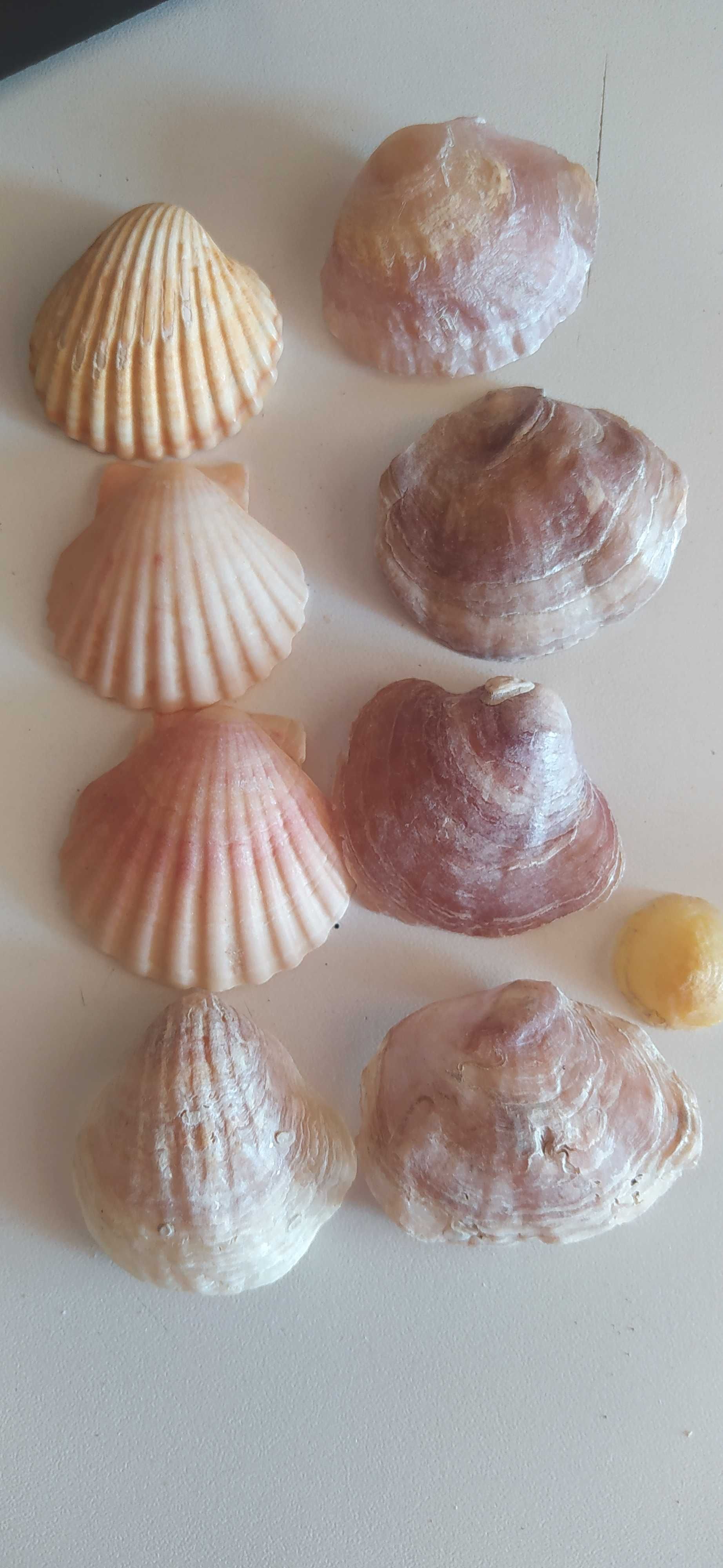 Conchas ( inteiras e partidas, algumas raras)