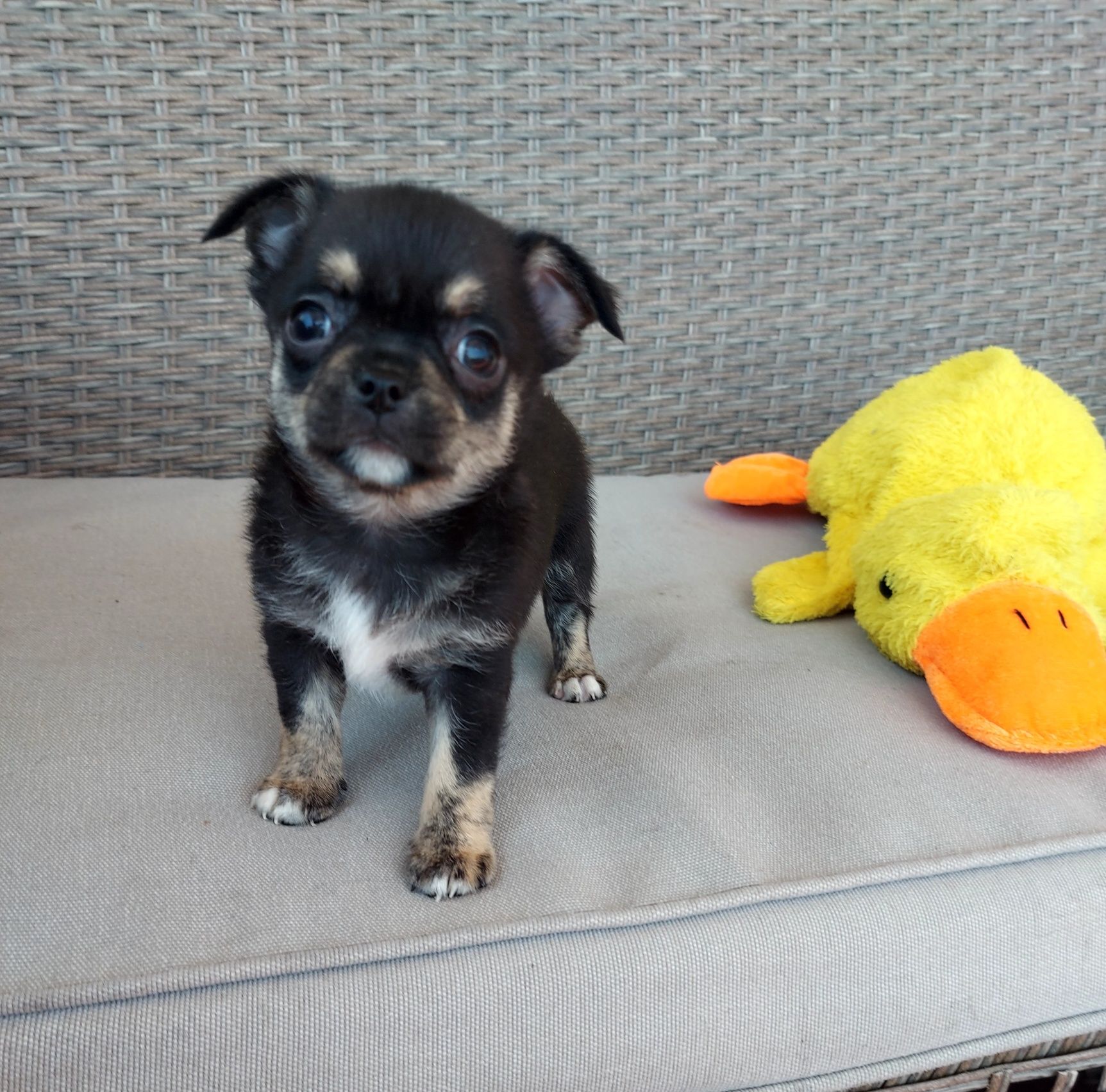 Chihuahua  macho