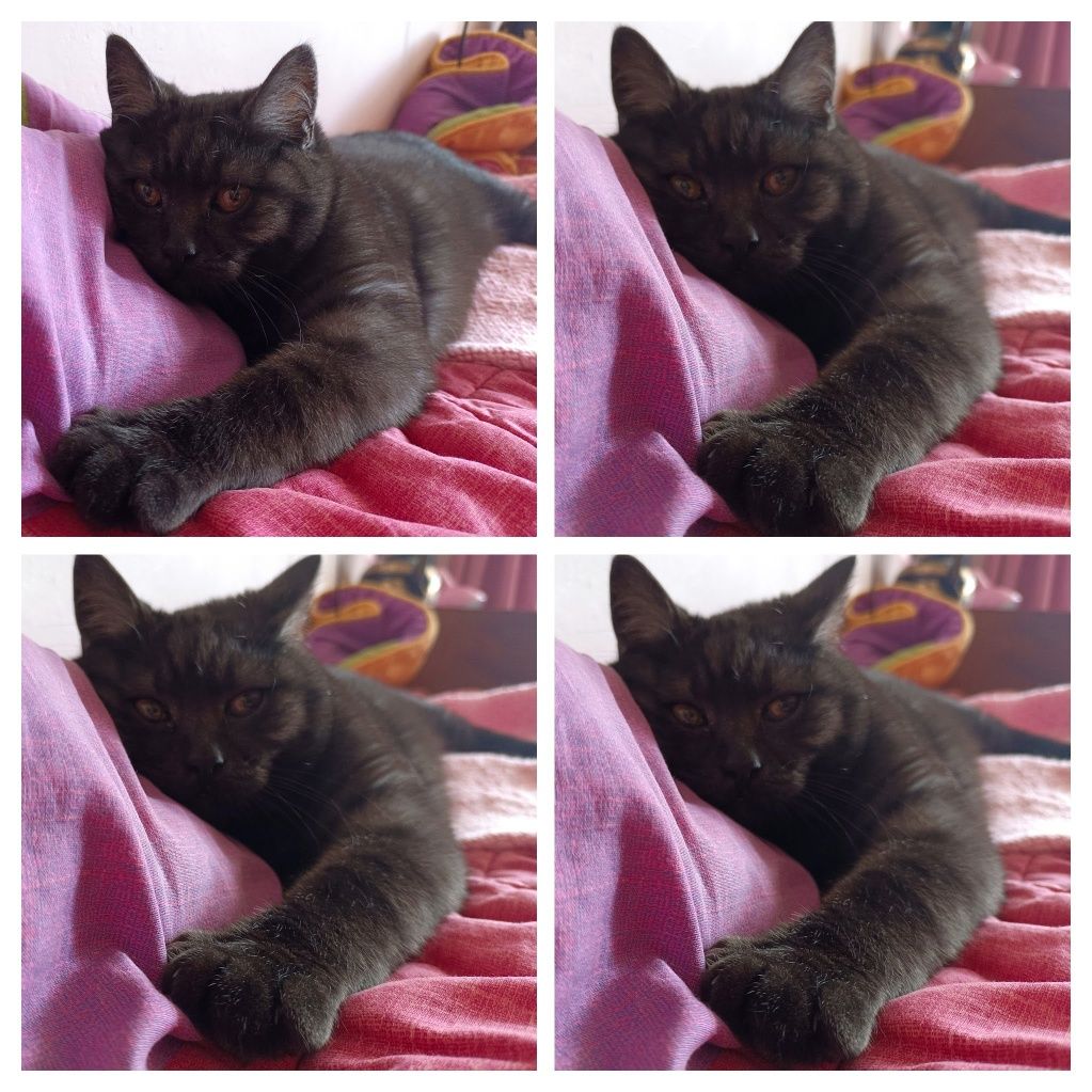 Перетримка котиків