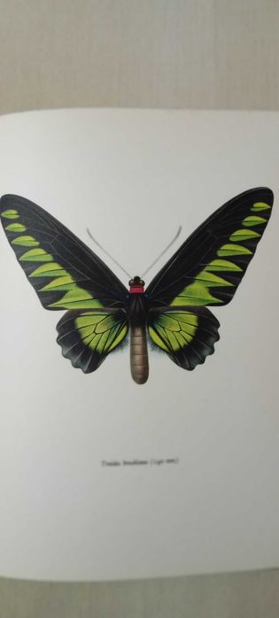 Livro de borboletas Mocha Beautiful Butterfly Plates Full Color 1965