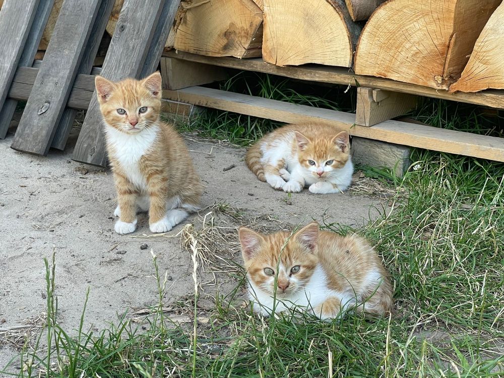 Kocięta oddam w dobre rece