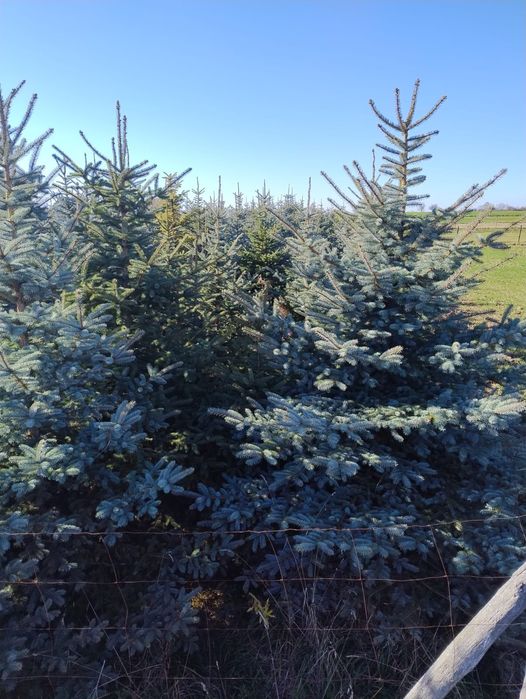 Choinki cięte - świerki  i jodła