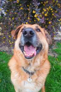 Rufi - 50-kilogramowy wspaniały pies do adopcji