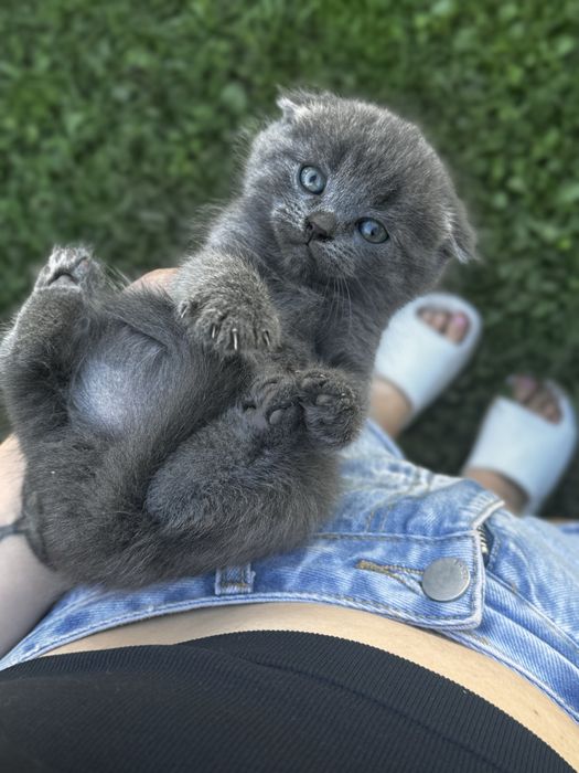 Шотландські кошенята шукають нових люблячих господарів!