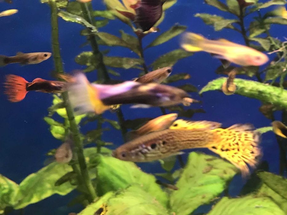 Sprzedam nadwyżkę gupika