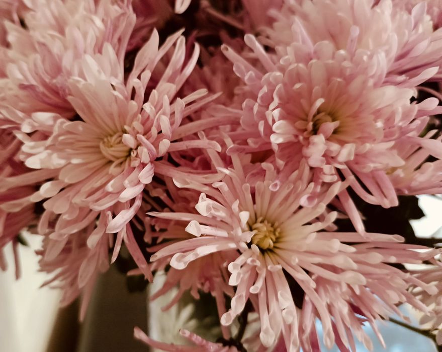 Хризантема Корто пінк