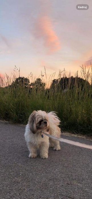 Zaginął shih tzu Charlie