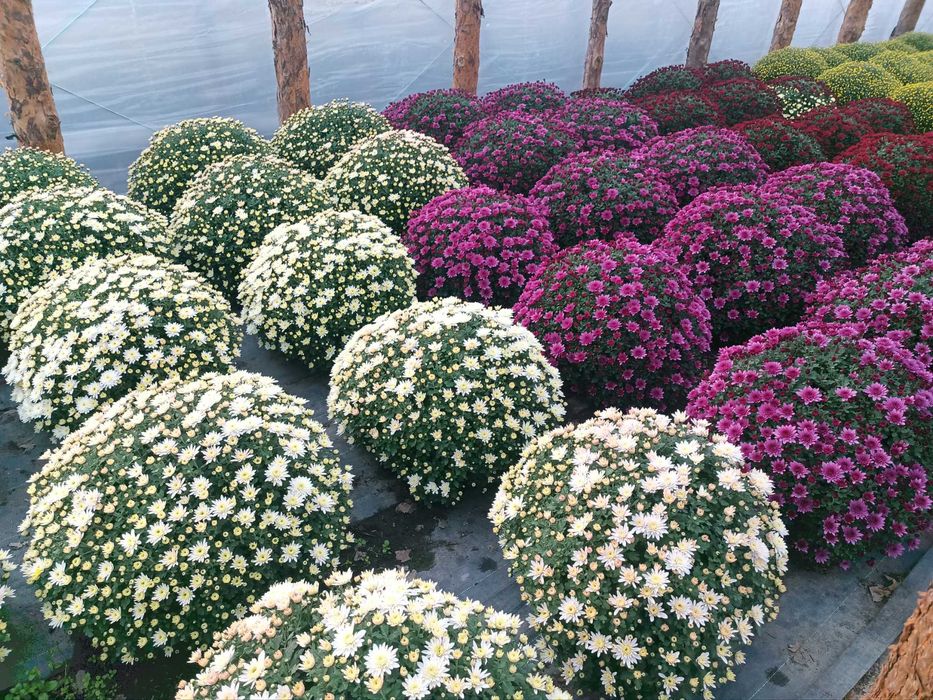 Chryzantemy sprzedaż hurtowa i detaliczna