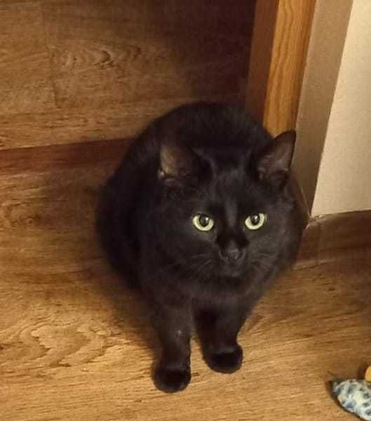 WALDUŚ został porzucony w lesie...