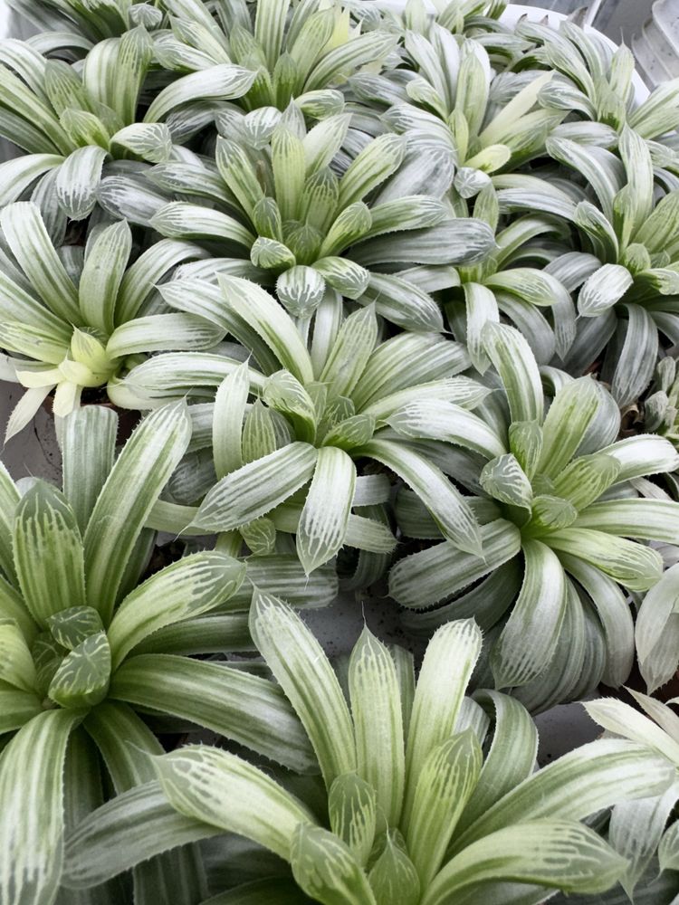 Сукуленти гастерія хавортія Haworthia Сукуленти Трунката
