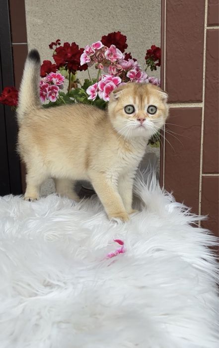 Котята висловушки золото