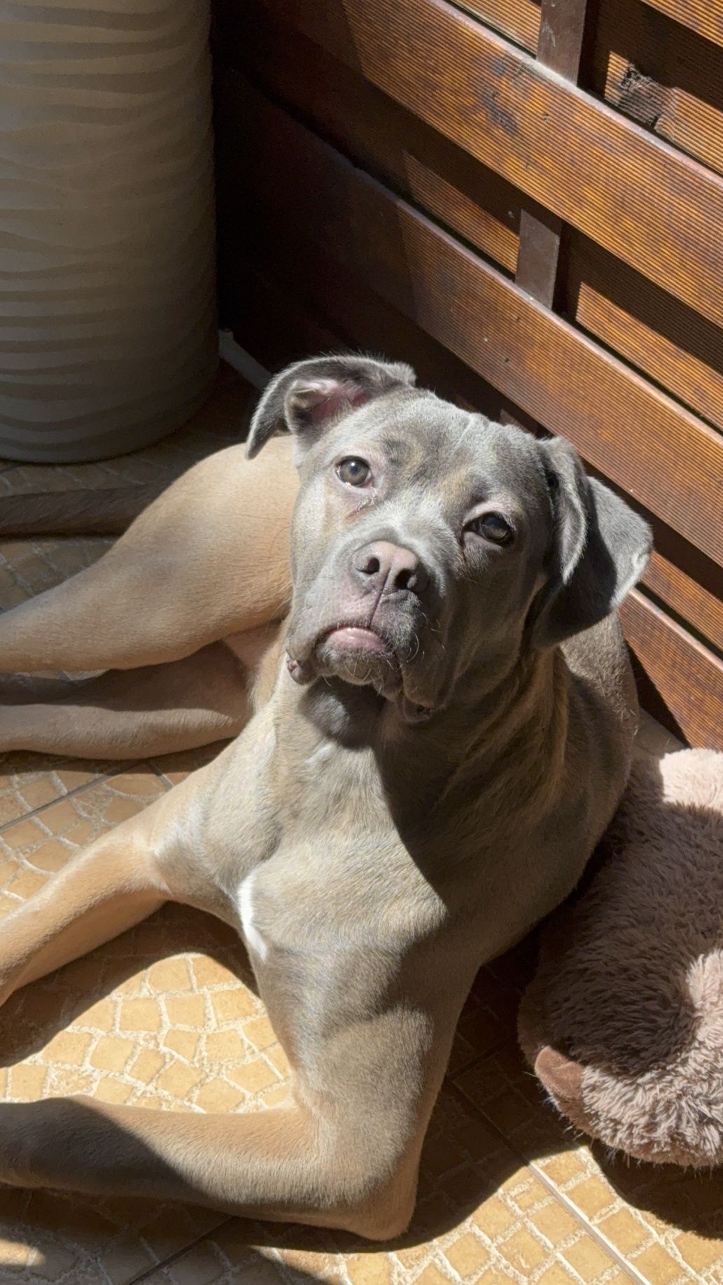 Oddam Psa Cane Corso - Bagira