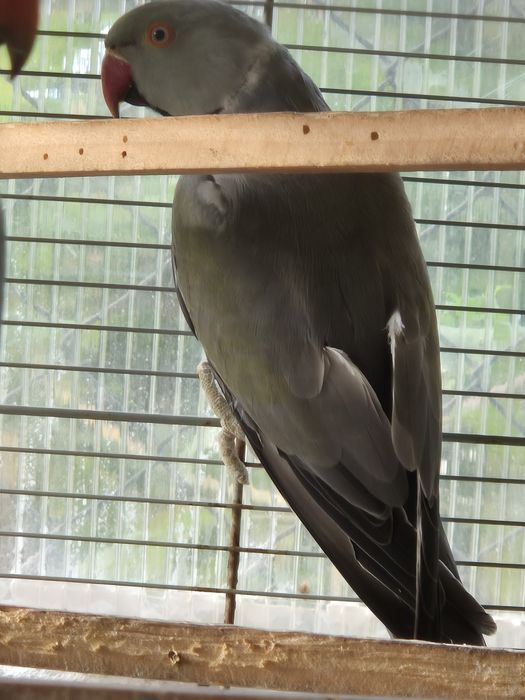 Ring necks criados à mão de 2025