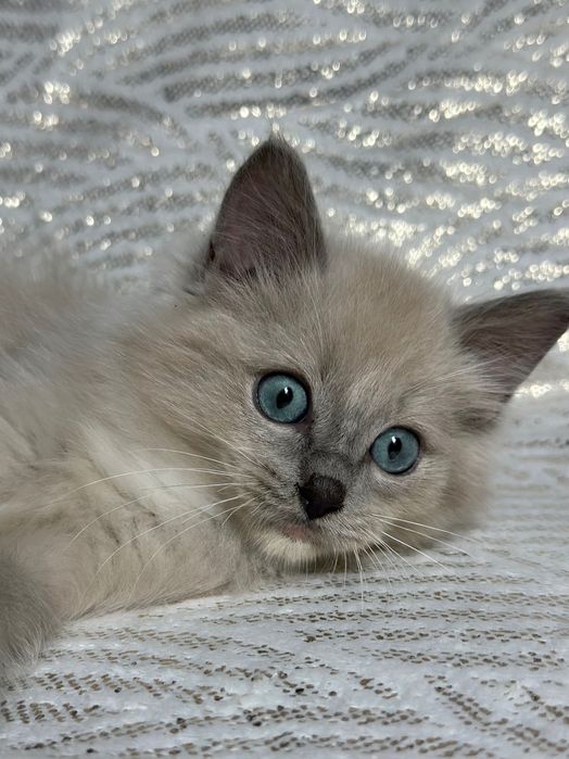 Ragdoll mink koteczka