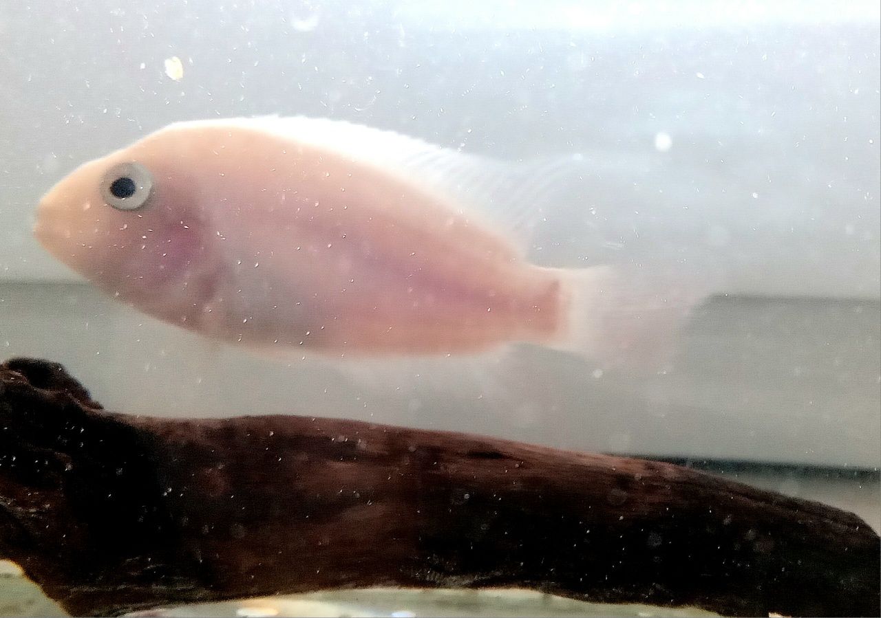 Pielegnica zebra albino