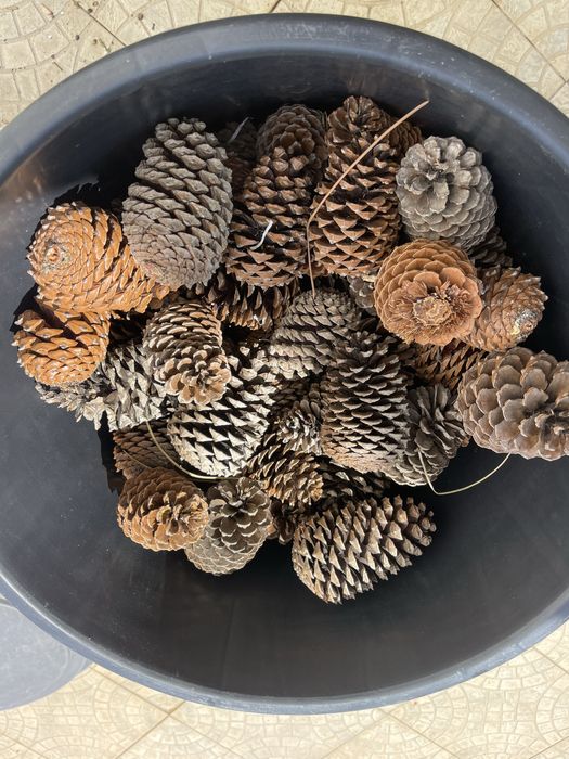 Pinhas - Saco de 50un