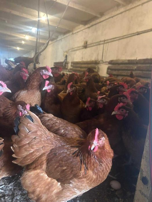 KURY nioski młode Rossa Messa Sussex Dominant Tetra Sonia Senny !