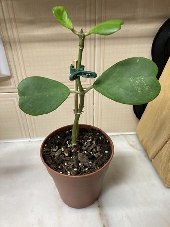 Hoya kerri   (Planta coração)