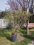 Oleander kwiat 10 letni