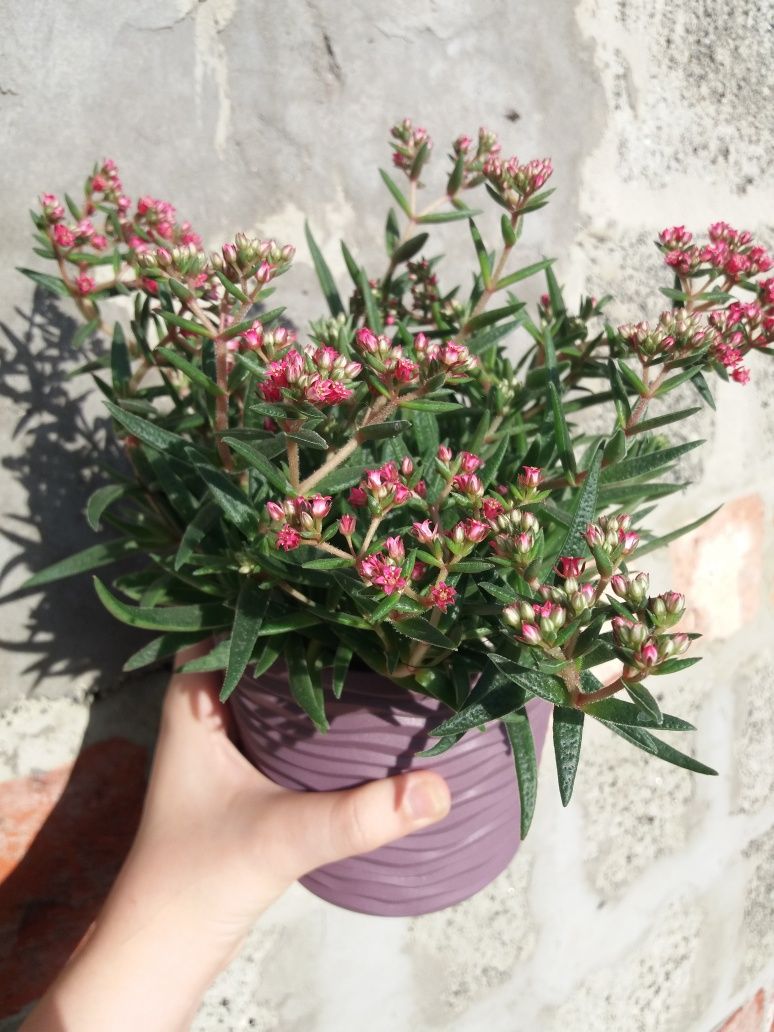 Crassula smidtii