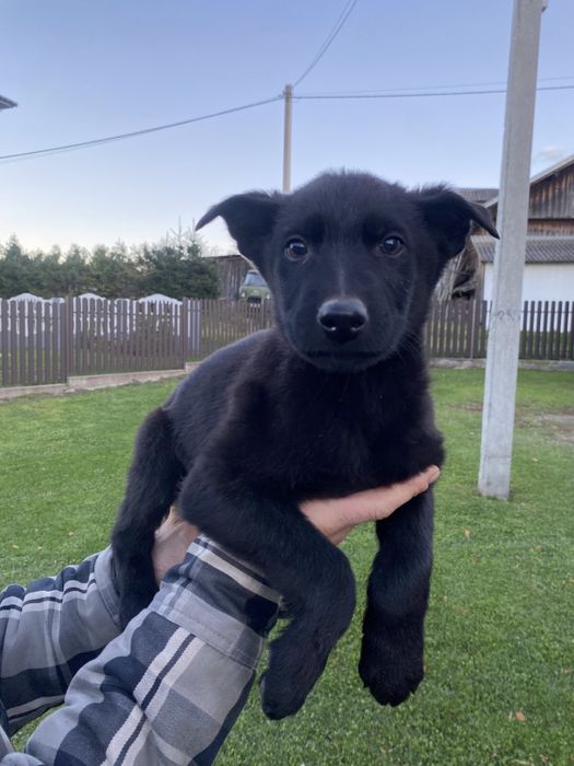 Акція - 23.11.2025. Вівчарка цуценята чорна