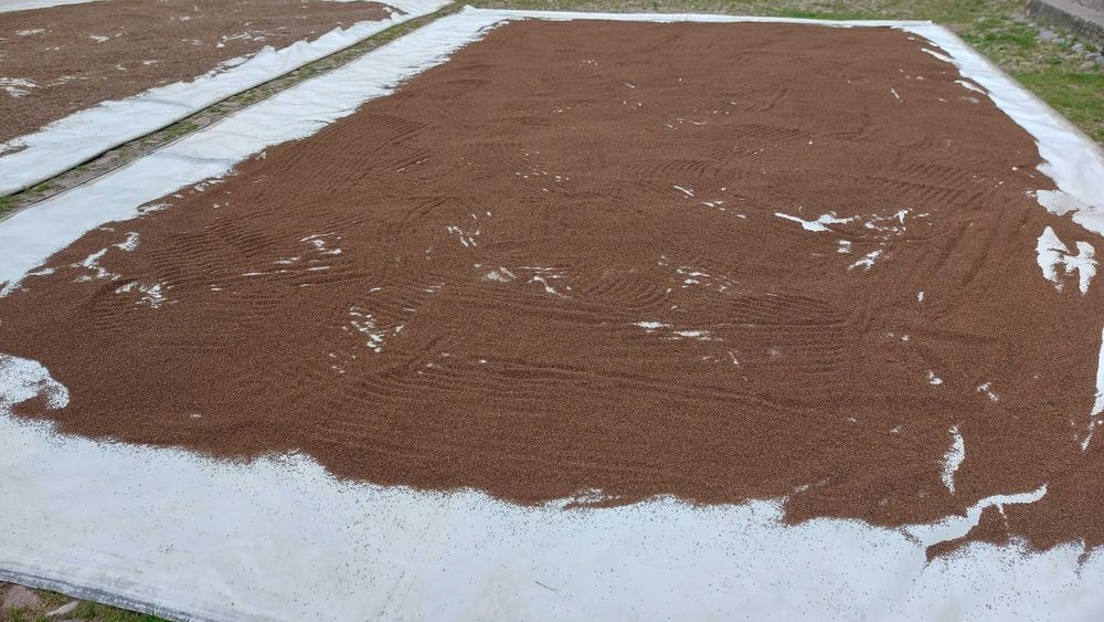 Facelia Nasiona , Poplon , Poplony, miododajna, z 2025r, Ekoschematy