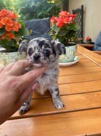 Chihuahua mini SUCZKA długowłosa o wyjątkowej urodzie Blue Merle .