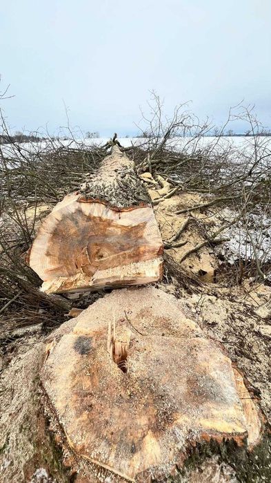 Profesjonalna wycinka i pielęgnacja drzew, prace na wysokości