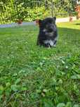 Pomeranian boo aktualne