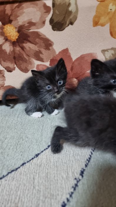 Віддам маленьких хвостиків у добрі та люблячі руки