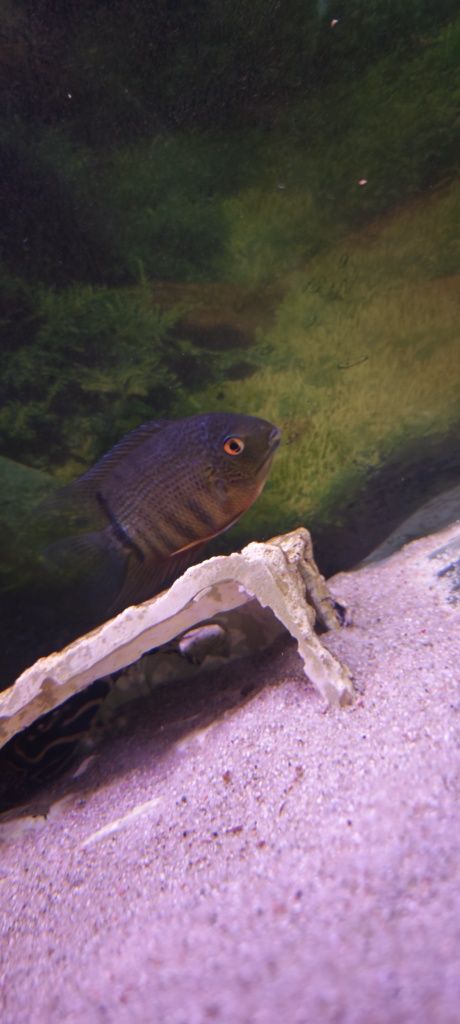 2 casais de severum