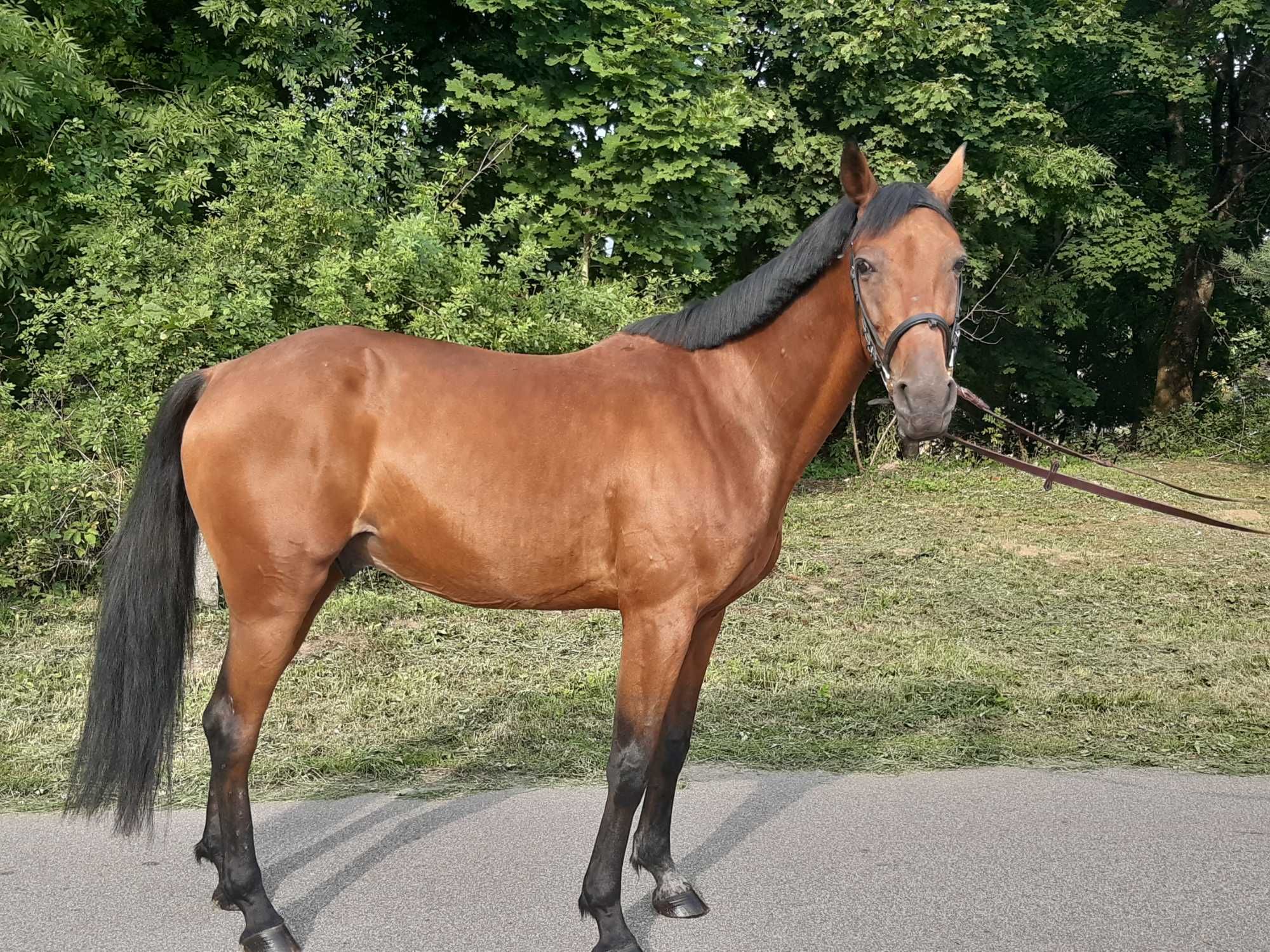 Sprzedam walacha 10letniego kusak amerykańskie