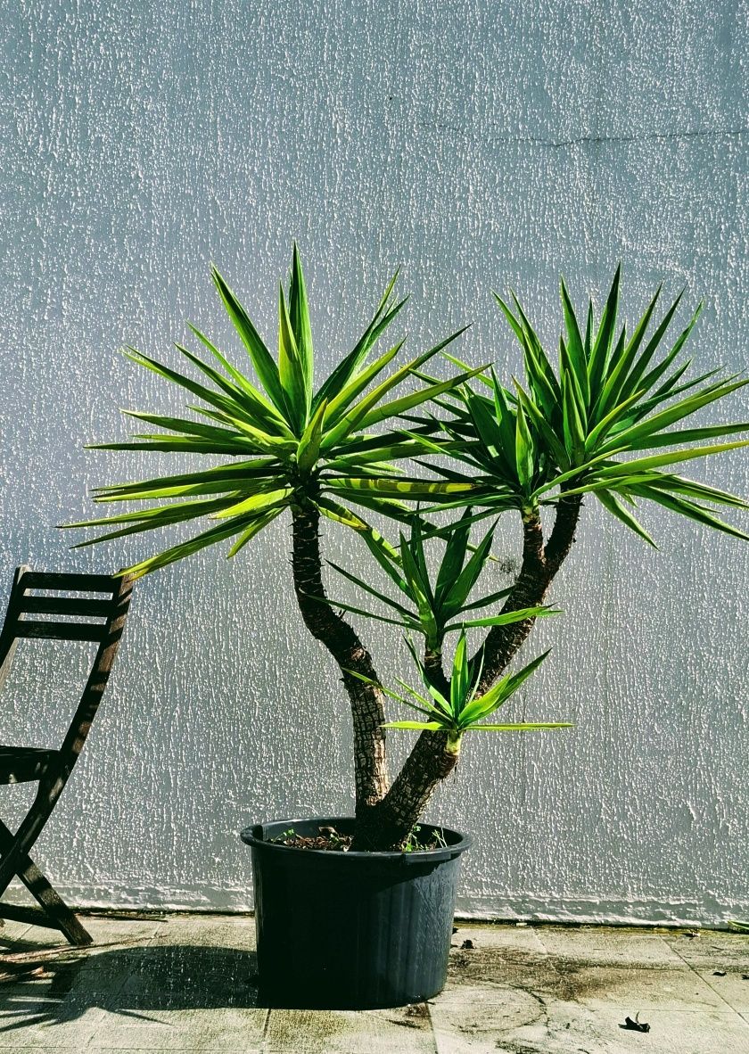Planta Yucca  em vaso