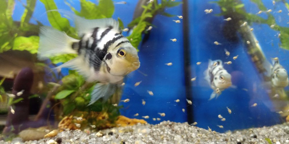 GB Pielęgnica Papuzia Blue Tiger - Hodowla własna