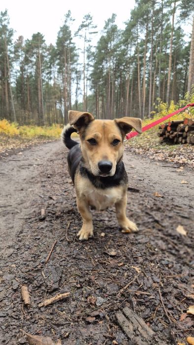 Kochająca Kredka szuka domu stałego!