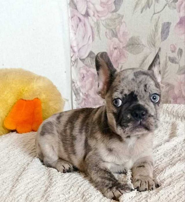 Французские бульдожки.