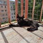 Do adopcji piękna czarna puma
