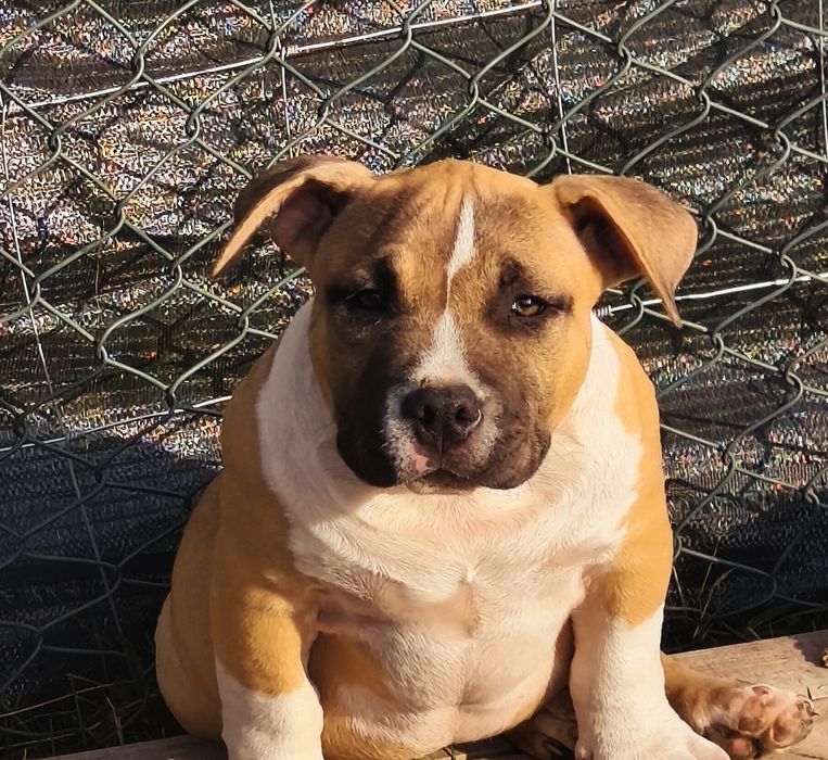 American Bully Pocket