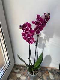 Орхідея Біг Ліп -2 гілки- 550 грн