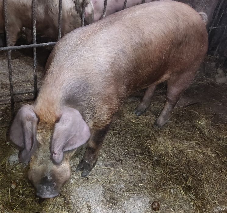 Кабан робочий Дюрок