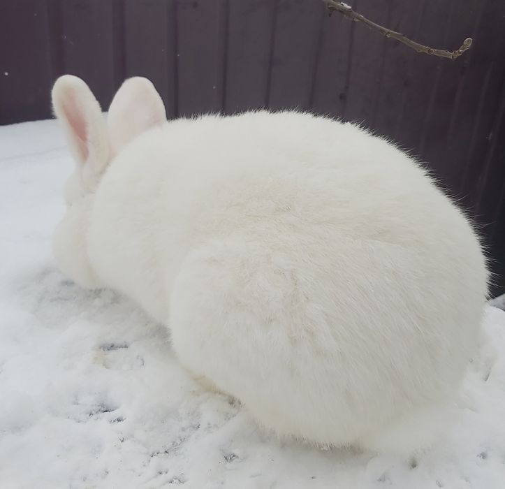 Кролики Новозеландські білі