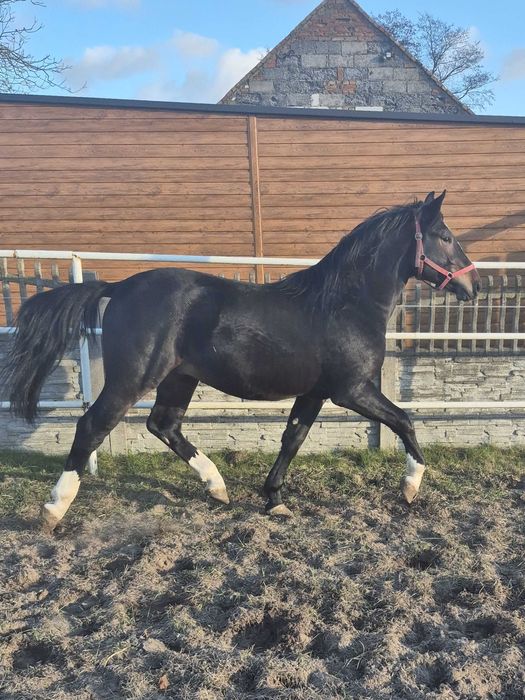 Ogier śląski ciemnogniady