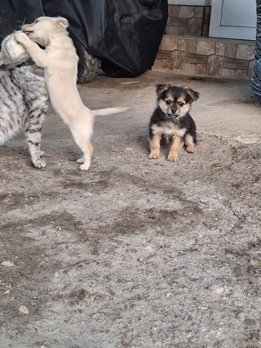 Віддамо  милючих, грайливих та дуже хороших двох дівчаток.