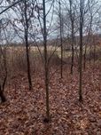 Lipa Drobnolistna z bryłą z plantacji 3-5m 16-18cm 18-20cm
