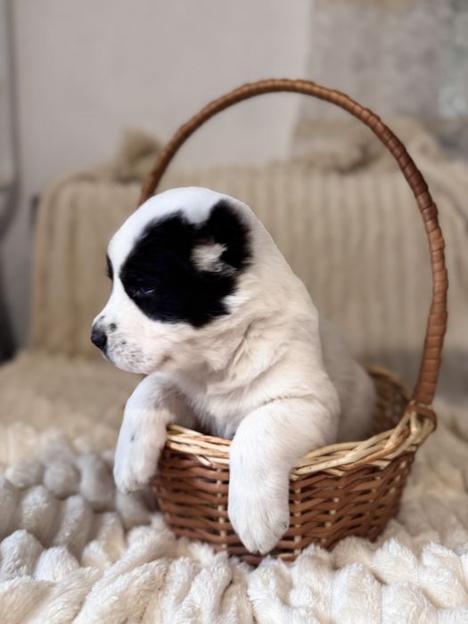 Продам цеценят алабая