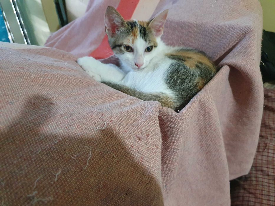 Gatinhos bébés para adopção