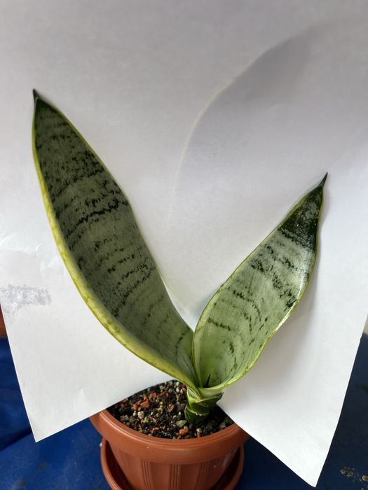 Молоді рослини Сансівієрії